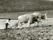 Fotografie: Ţăran sărac cu doi boi slabi ară fâşia de pământ pe vremurile regimului burghezo-moşieresc.(1938)