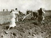 Fotografie: Ţăran nevoiaş arând pământul cu plugul de lemn, iar din spate două femei sparg cu ţăruşul bolovanii de pământ.(1938)
