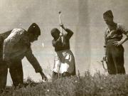 Ţărani bătând ţăruşul la împărţirea pământului în cursul aplicării Reformei Agrare în Oltenia, martie 1945.(martie 1945)