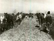 Intrarea ţăranilor cu plugurile pe pământurile moşiereşti în perioada reformei agrare din primăvara 1945, ( comuna Uzun, jud. Vlaşca)(martie 1945)