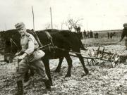 Ostaşii sovietici sprijinind ţăranii muncitori din teritoriile eliberate în primăvara anului 1945.(1945)