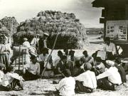 Fotografie: Cititul ziarului în colectiv la arie, organizat de căminul cultural din Livezeni, Regiunea Dolj.(1950)