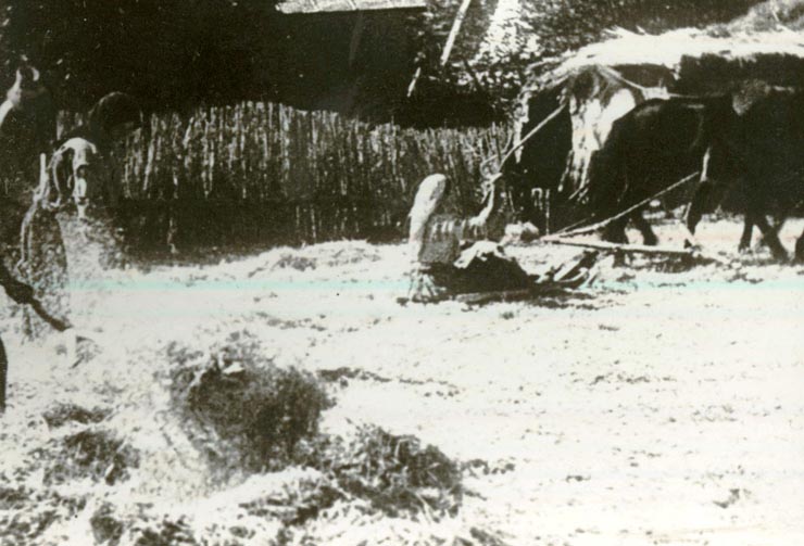 În anul 1930 condiţiile de muncă şi de viaţă ale ţăranilor din România erau asemănătoare cu cele din sec.XVIII- şi XIX.(1930)