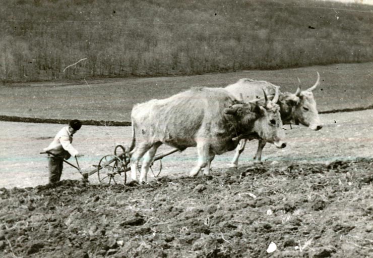 Fotografie: Ţăran sărac cu doi boi slabi ară fâşia de pământ pe vremurile regimului burghezo-moşieresc.(1938)