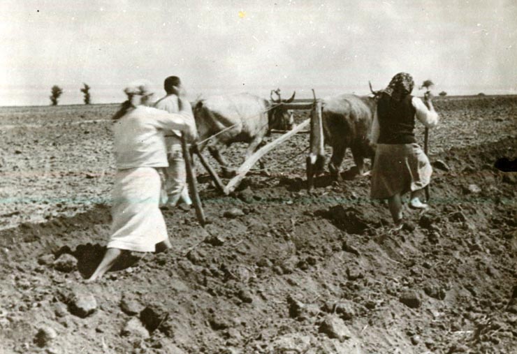 Fotografie: Ţăran nevoiaş arând pământul cu plugul de lemn, iar din spate două femei sparg cu ţăruşul bolovanii de pământ.(1938)