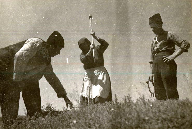 Ţărani bătând ţăruşul la împărţirea pământului în cursul aplicării Reformei Agrare în Oltenia, martie 1945.(martie 1945)