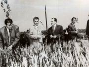27 iunie 1971. Nicolae Ceauşescu în mijlocul unui lan de grâu pe ogoarele de la Moara Vlăsiei. (27 iunie 1971)