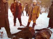 Vanatori 1981