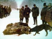 Vanatori 1981