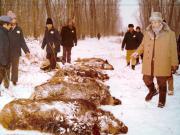 Vanatori 1981