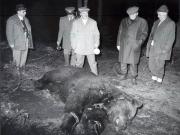 Vanatori 1981