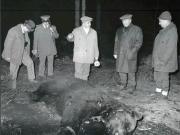Vanatori 1981