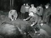 Vanatori 1981
