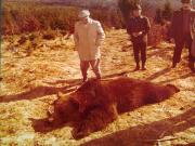 Vanatori 1981