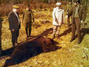 Vanatori 1981