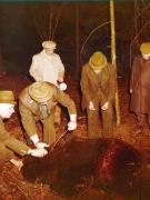 Vanatori 1981
