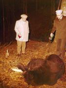 Vanatori 1981