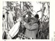 Vizita de lucru a preşedintelui Nicolae Ceauşescu în unităţi agricole din judeţele Ilfov şi Ialomiţa. În imagini, pe ogoarele I.A.S. Afumaţi. (6.X.1979).