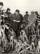 Vizita de lucru a lui Nicolae Ceauşescu în judeţul Olt, unde a examinat măsurile luate pentru strângerea grabnică a recoltei; la Văleni. (19 octombrie 1976)