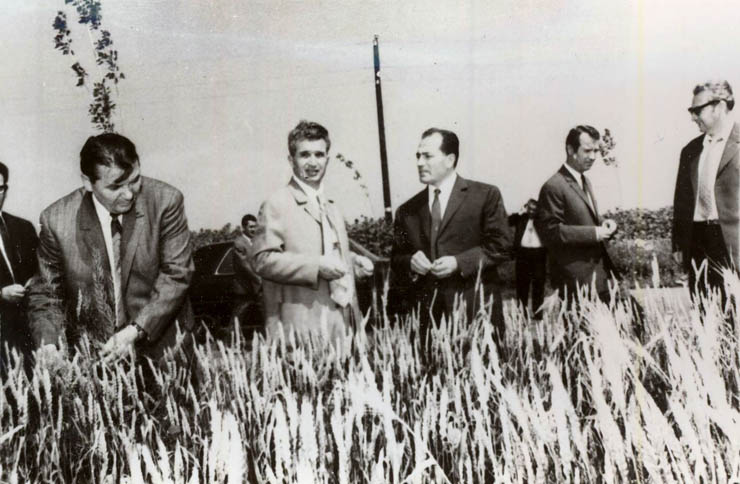 27 iunie 1971. Nicolae Ceauşescu în mijlocul unui lan de grâu pe ogoarele de la Moara Vlăsiei. (27 iunie 1971)