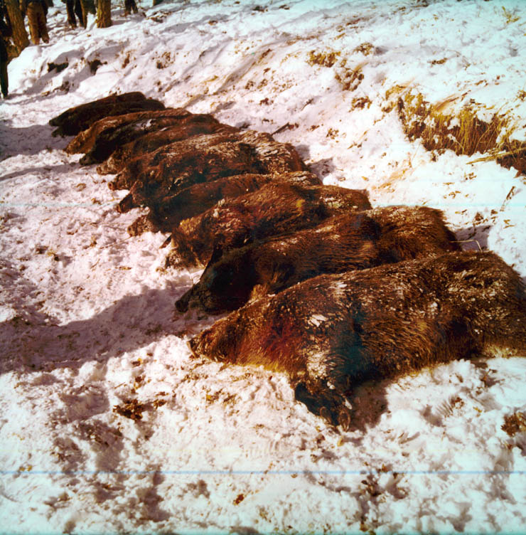 Vanatori 1981