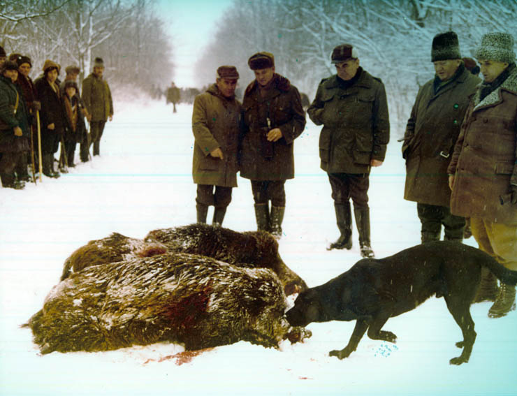 Vanatori 1981