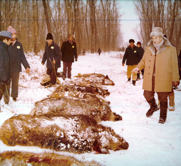 Vanatori 1981