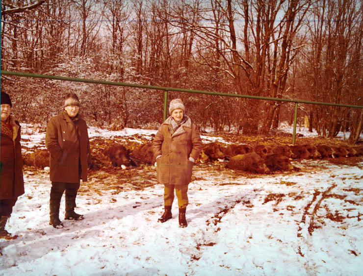 Vanatori 1981