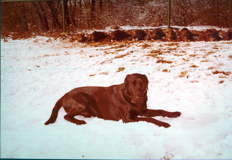 Vanatori 1981