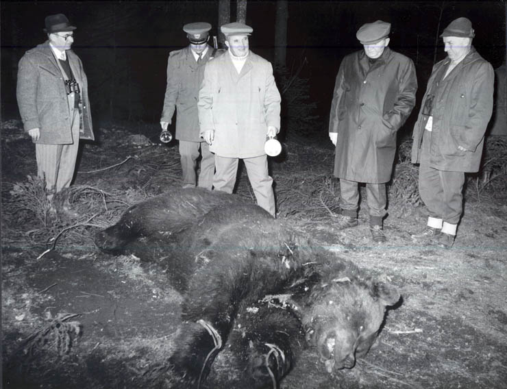 Vanatori 1981