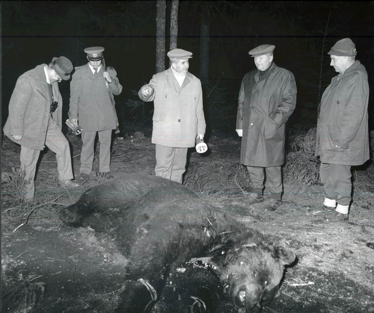 Vanatori 1981