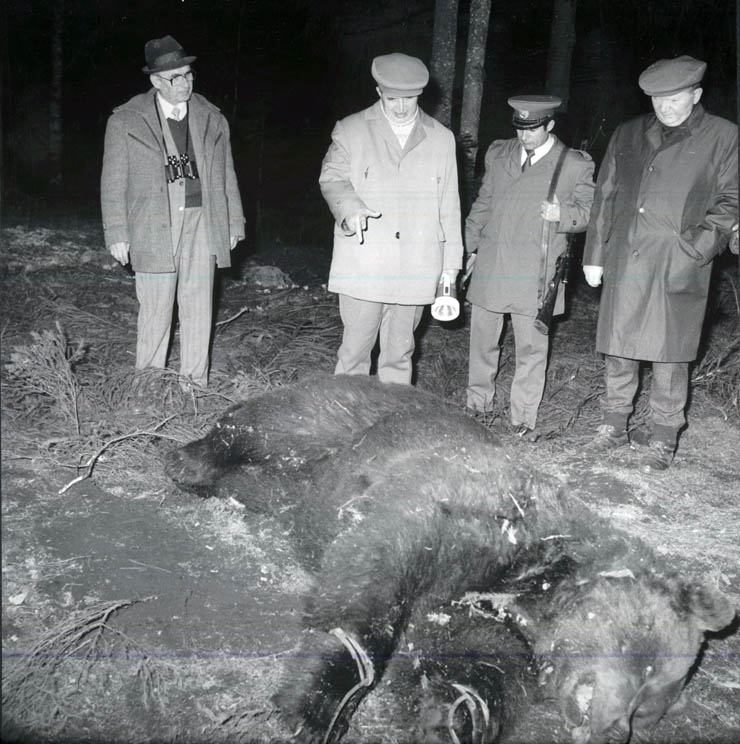 Vanatori 1981