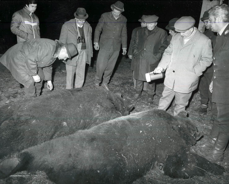 Vanatori 1981