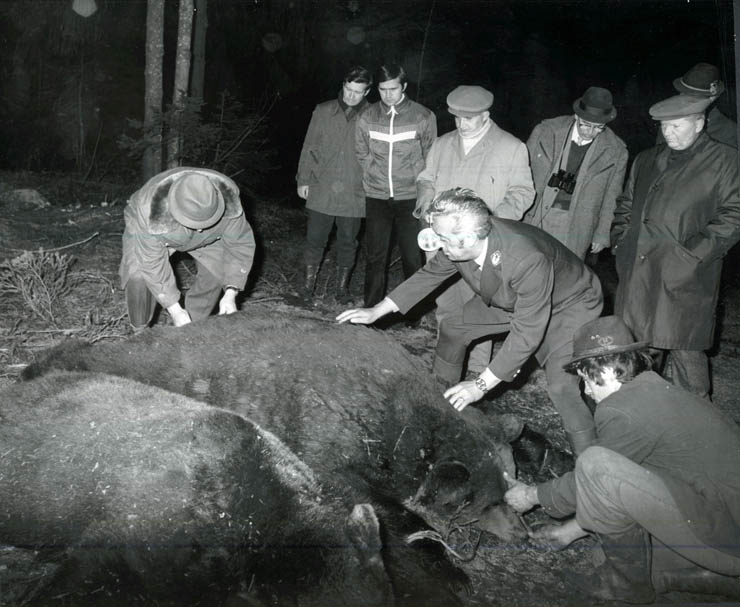 Vanatori 1981