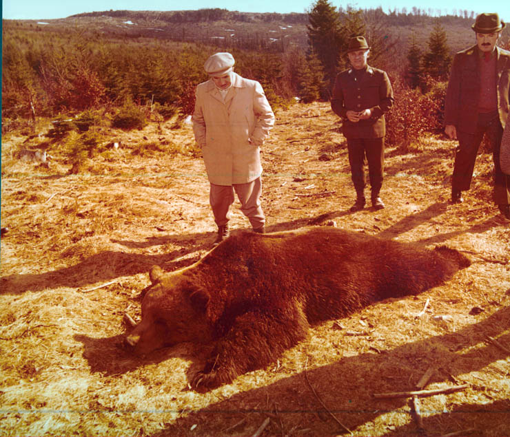 Vanatori 1981