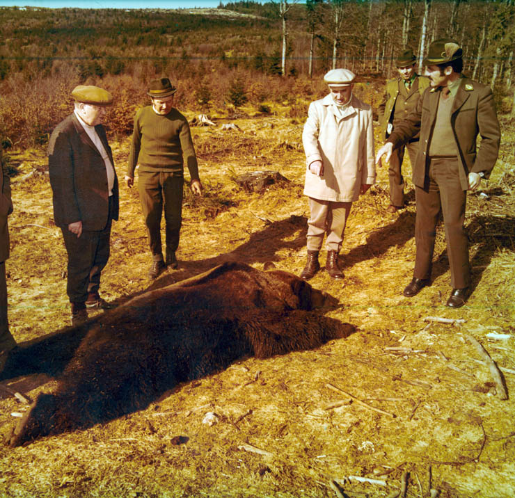 Vanatori 1981