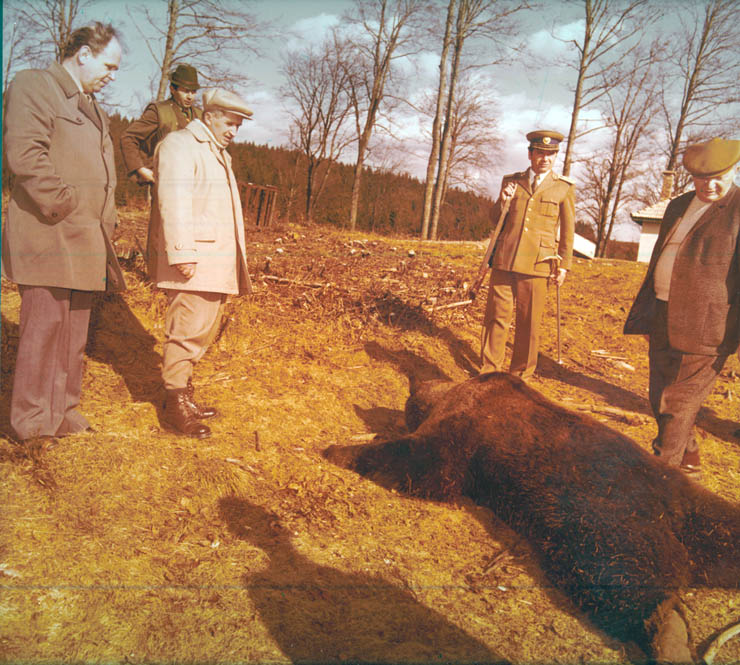 Vanatori 1981