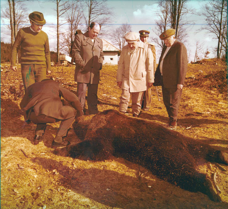 Vanatori 1981