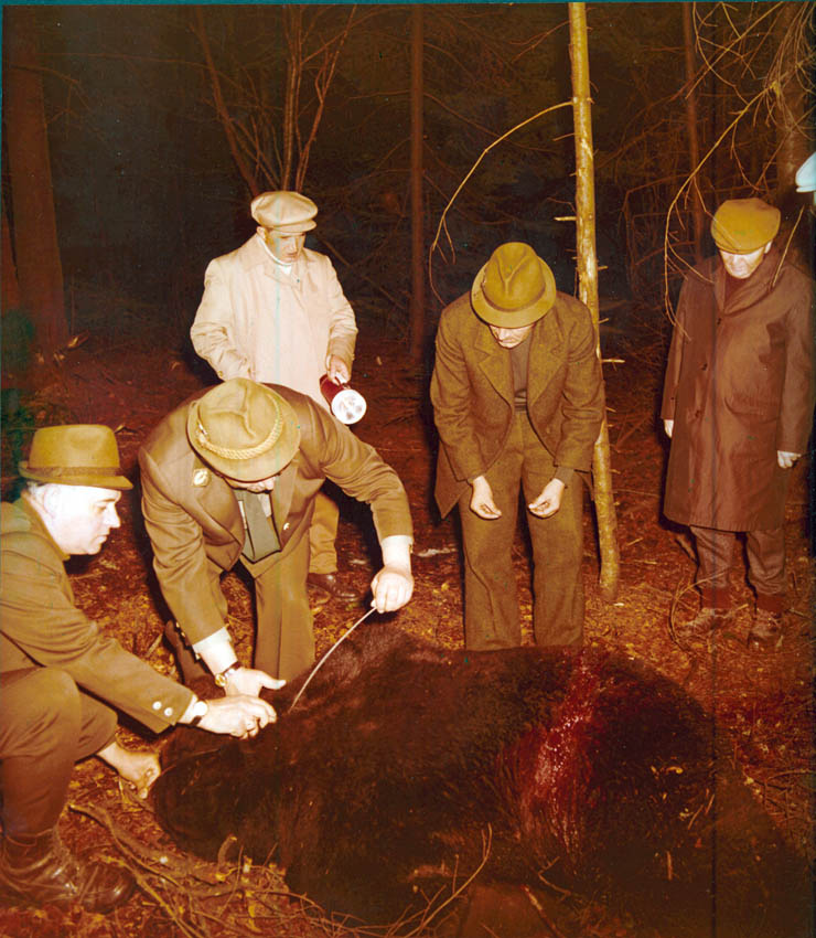 Vanatori 1981