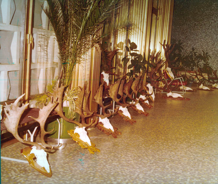 Vanatori 1981