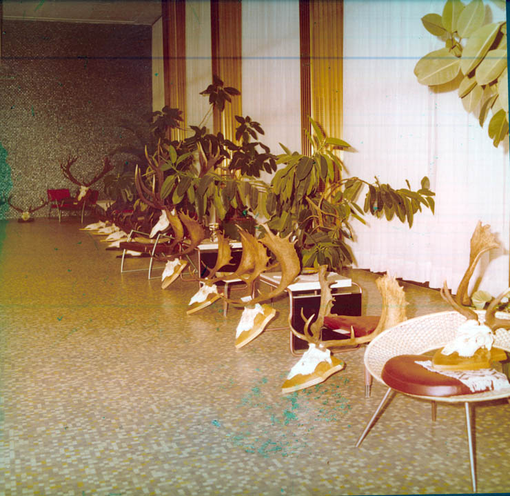 Vanatori 1981