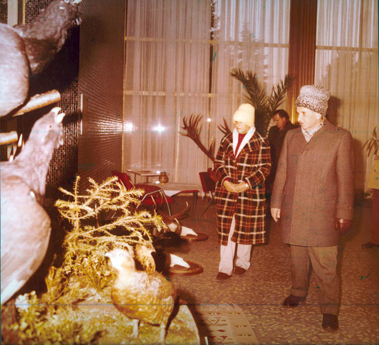 Vanatori 1981