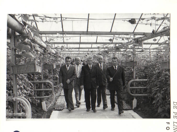 Aspect din timpul vizitării de către preşedintele Nicolae Ceauşescu a modernelor sere ale cooperativei agricole Scorniceşti, judeţul Olt.  (22.IX.1979).