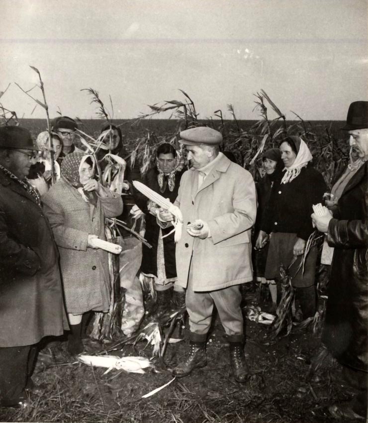 Vizita de lucru a lui Nicolae Ceauşescu în judeţul Olt, unde a examinat măsurile luate pentru strângerea grabnică a recoltei; la Scorniceşti. (19 octombrie 1976)