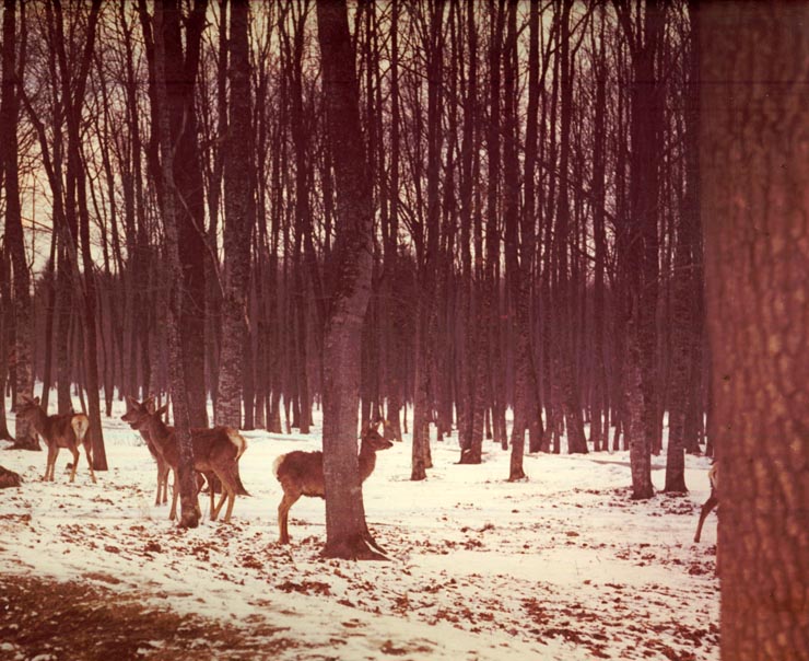 Revelion Aniversari Vanatori 1976