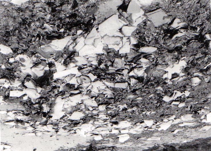 Rascoale taranesti
